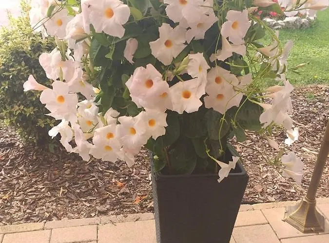 Bed & Breakfast Venusz Panzio Es Vendeglo 3*